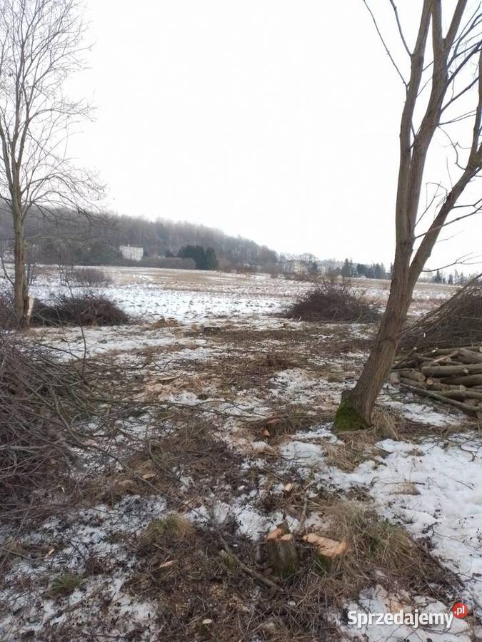 Wycinka drzew i koszenie trawy Boguszów-Gorce