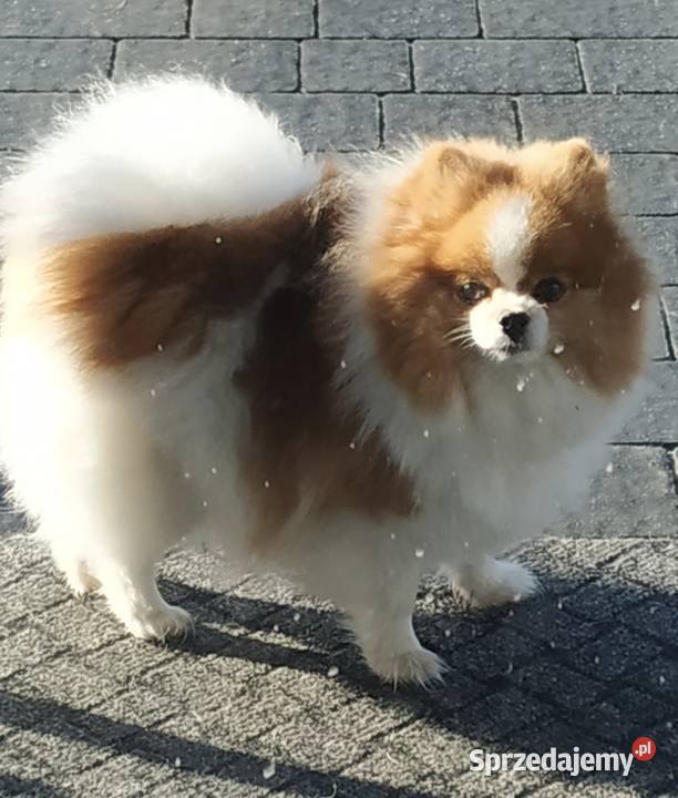 POMERANIAN FCI PUSZYSTA KULECZKA Wieliczka sprzedam