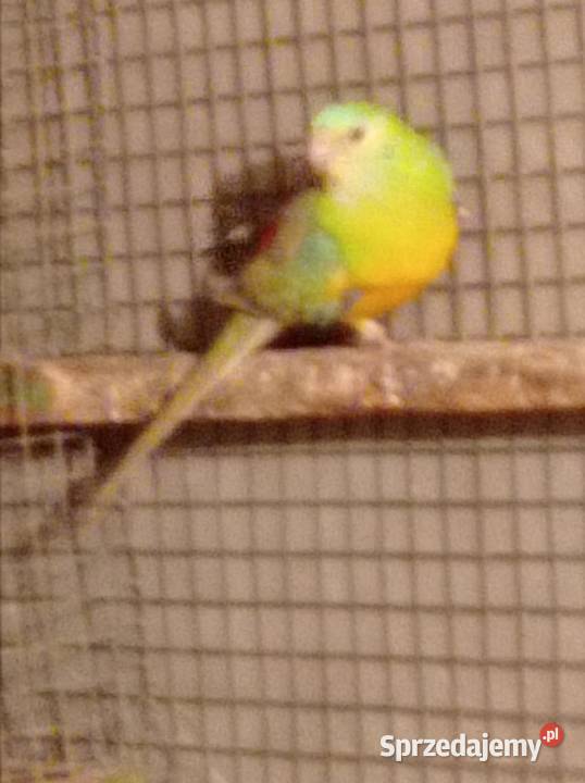 Papugi świergotki Kobylin