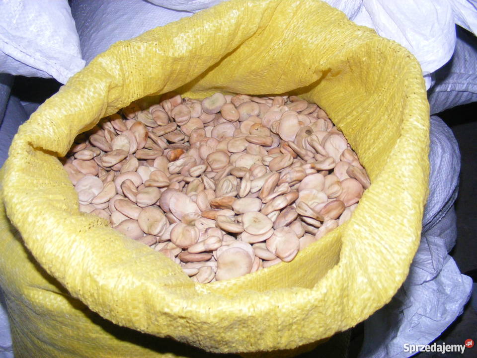 Nasiona bobu BIZON i BACHUS