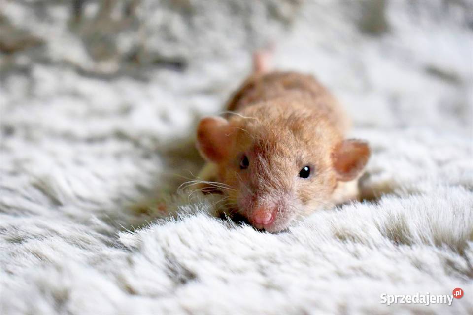 Szczury szczurki szczur dumbo dumbo rex dumbo Wrocław
