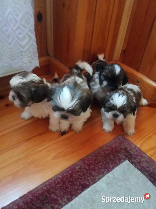 Shih TZU przepiękne szczeniaki tricolor i Klimontów