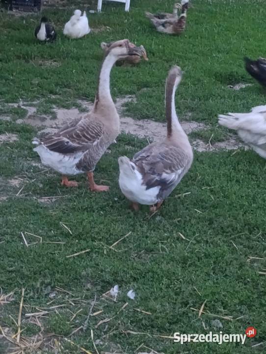 Kaczki calduck biegusy staropolskie francuskie Pszczyna