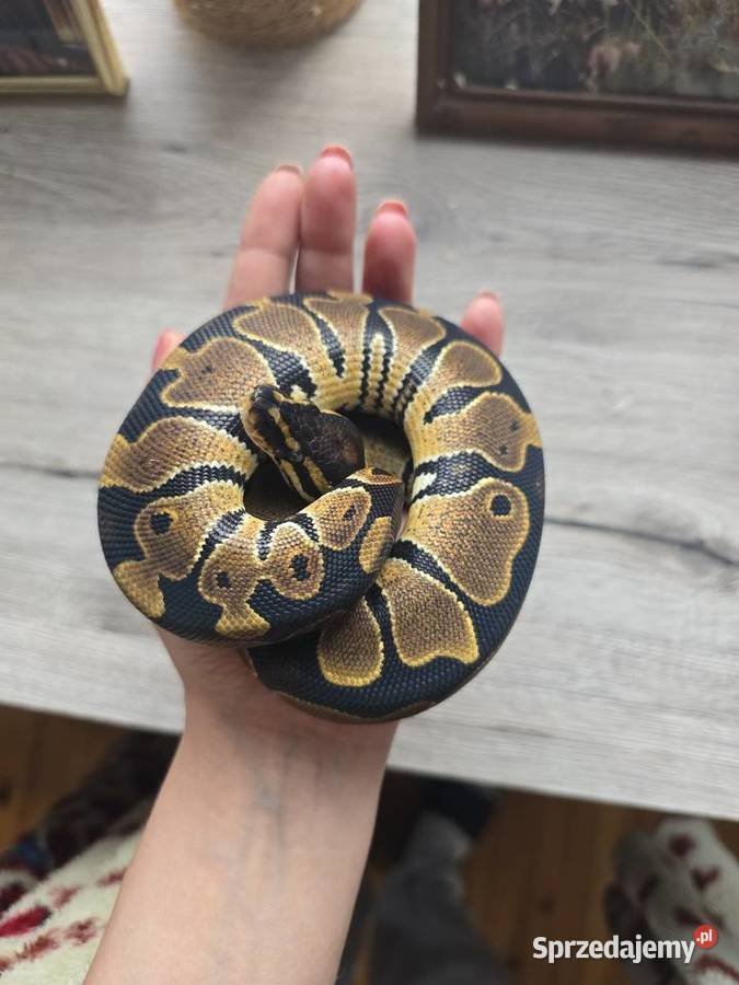 Pyton królewski samica 2025 podlaskie Suwałki