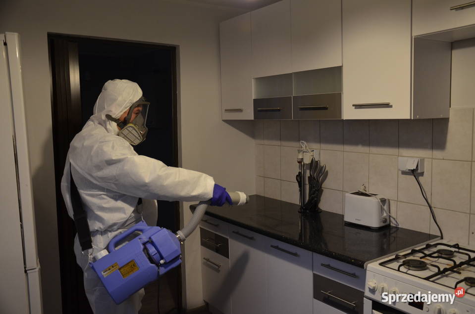 Pluskwa domowa zwalczanie pluskiew odpluskwianie śląskie