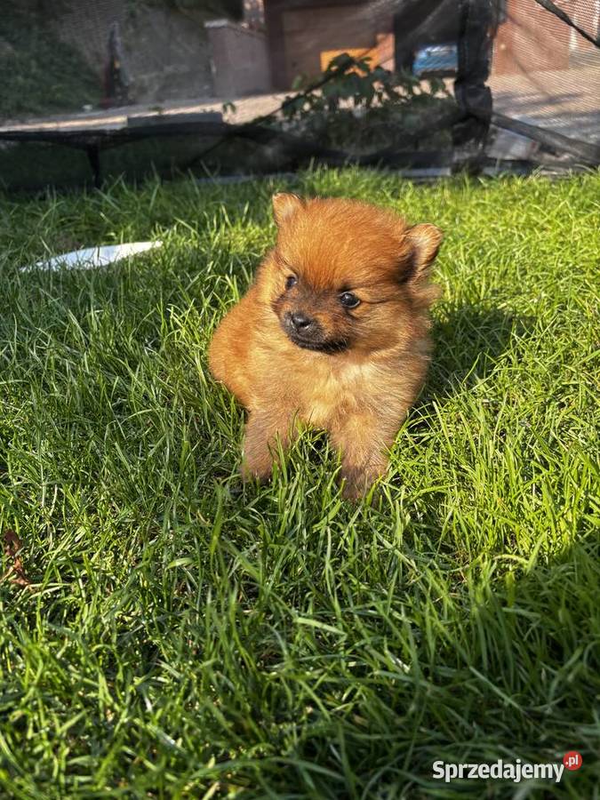 Szpic miniaturowy pomeranian Pawłów