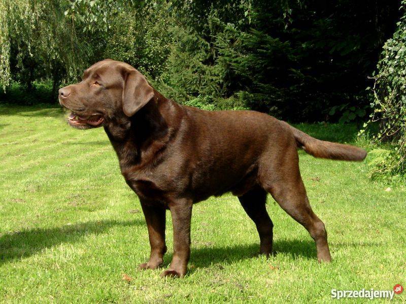 Roczny Labrador z rodowodem Psy Bochnia