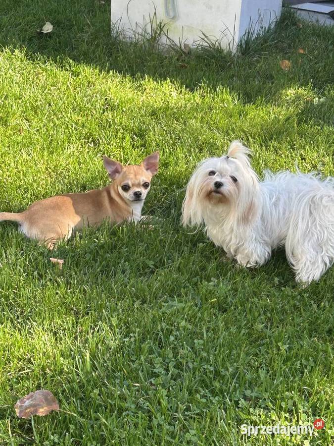 Chihuahua suczka Raczyce sprzedam