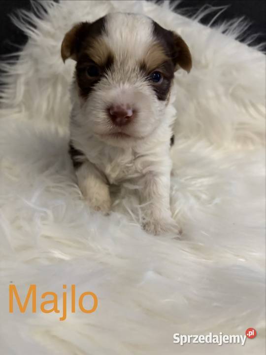 Do Rezerwacji Majlo Yorkshire Terier Brio Konin