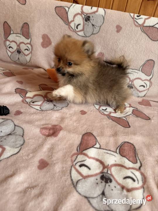 Szpic miniaturowy gotowy na zmianę domku