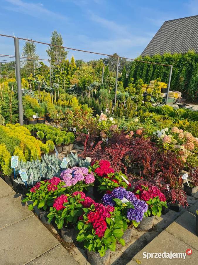 Thuja Yellow Ribbon żółta 80100 PRODUCENT Rydzyny