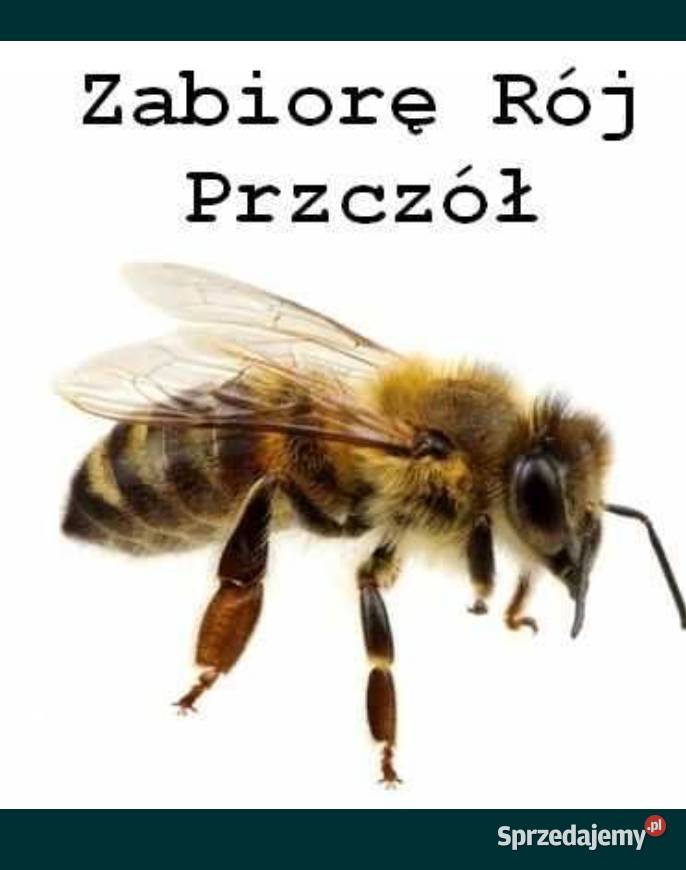 Zabiorę Rój Ule Przczoły Rójki Pszczoły okolice Rzeszowa
