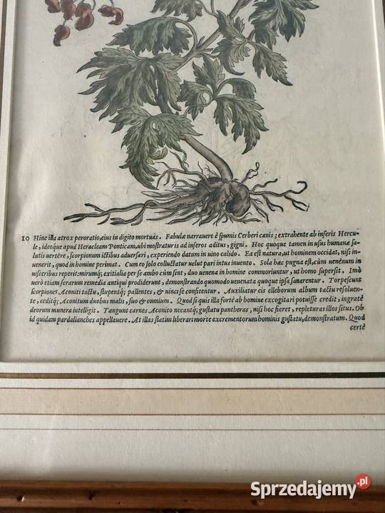 Antyczny Miedzioryt 1563 Oryginalny Starodruk śląskie Czerwionka-Leszczyny