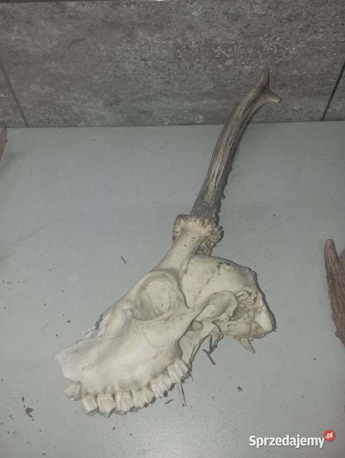 czaszka z parostkami śląskie Częstochowa
