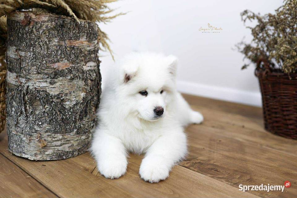 Samoyed Pozostałe
