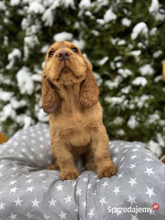 Jedyny taki Śliczny piesek Cocker Spaniel Łódź sprzedam