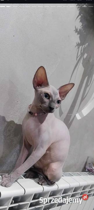 Sfinks Kanadyjski kotka hodowlana FPL Koty Pleszew