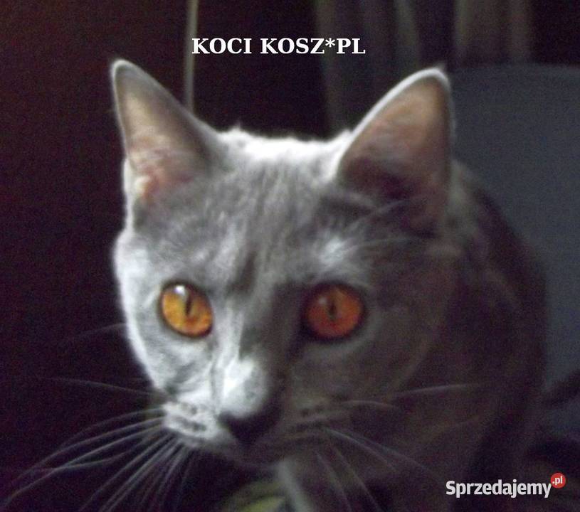 Koty KartuskieChartreux amatorska hodowla KOCI Pozostałe