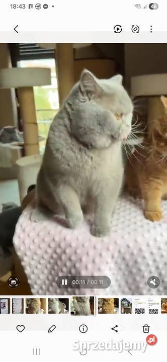 Cudowny liliowy kocurek z legalnej hodowli Perła Dąbrowa Górnicza