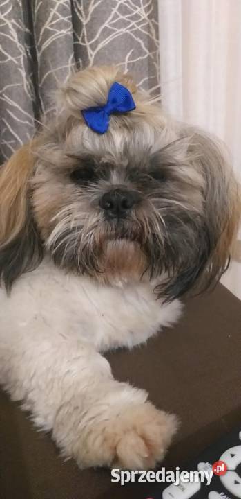 Piekny pies shihtzu