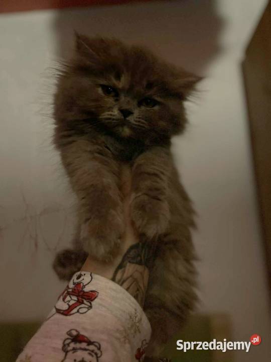 Kotka perska Pers Perski śląskie Gliwice sprzedam