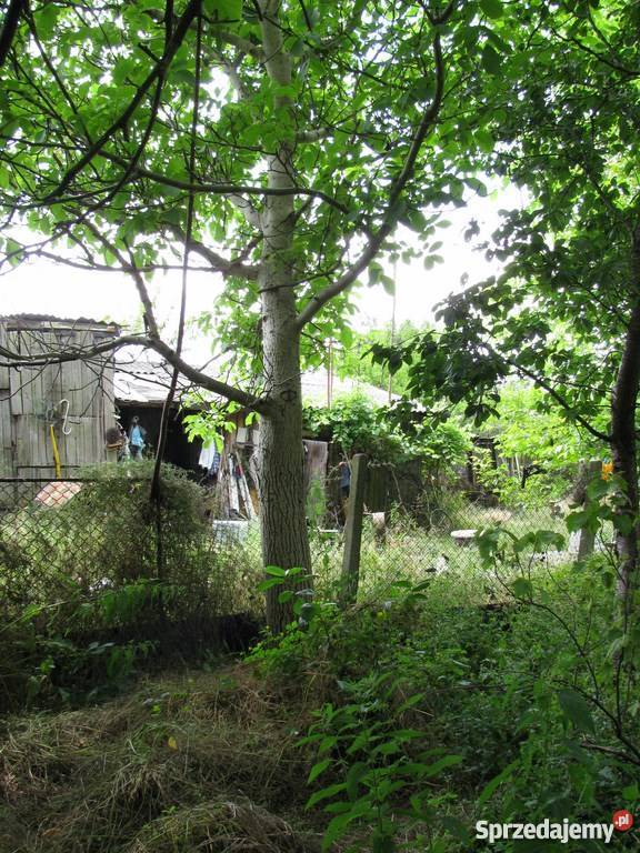 drzewo orzech włoski Nowa Sól