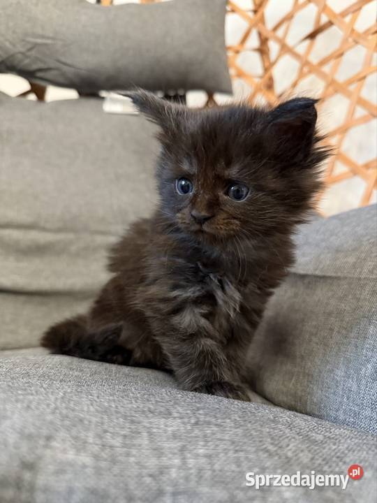 Maine coon kocięta Starogard Gdański