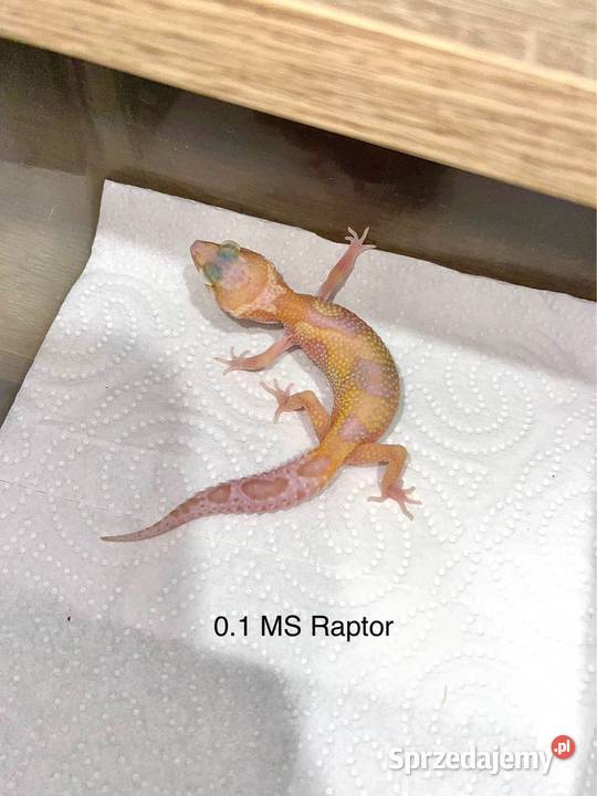 Gekon lamparci Mack snow Raptor wielkopolskie Poznań