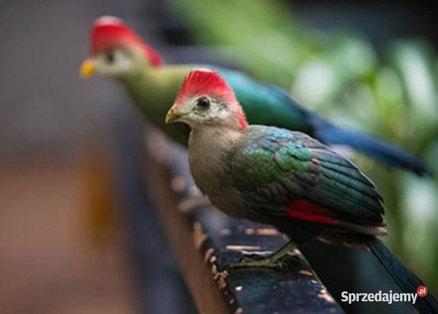 Turaco Angolskie para Tauraco erythrolophus Oborniki