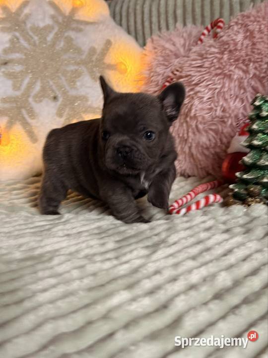 Buldog francuski do rezerwacji Buldog Częstochowa