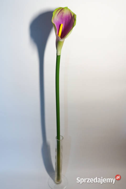 Kalia w kolorze fioletowym Częstochowa