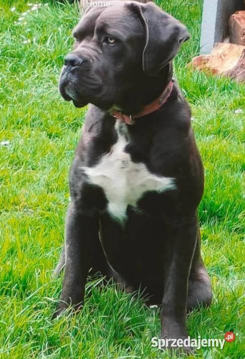 Suczka błękitna Cane Corso z rodowodem śląskie Czaniec