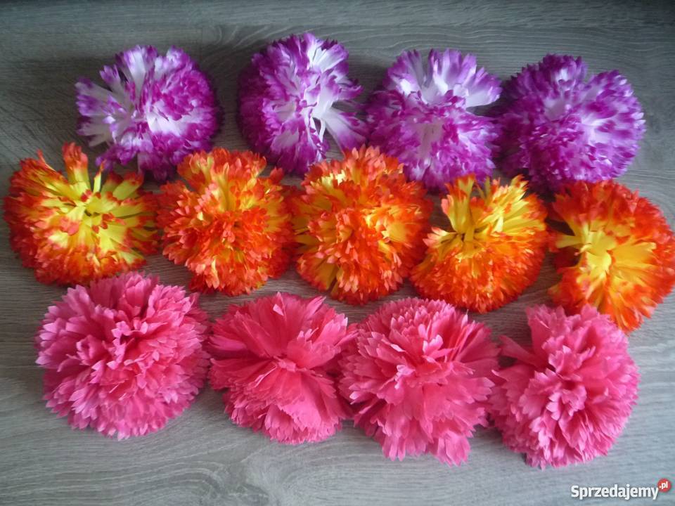 Duża 17 chryzantema główka żółta fioletowa Szczecin sprzedam