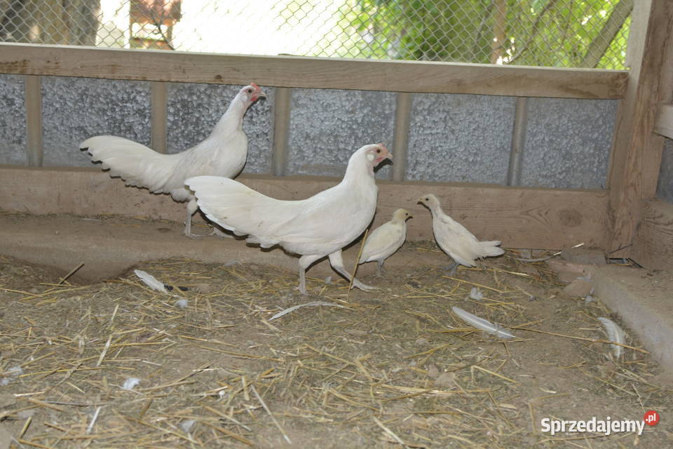 Kury ozdobne feniksy białe Rzeszów