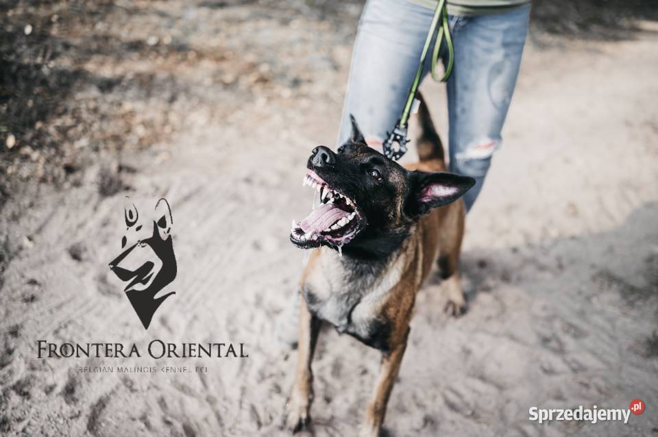 Owczarek Belgijski Malinois Suwałki