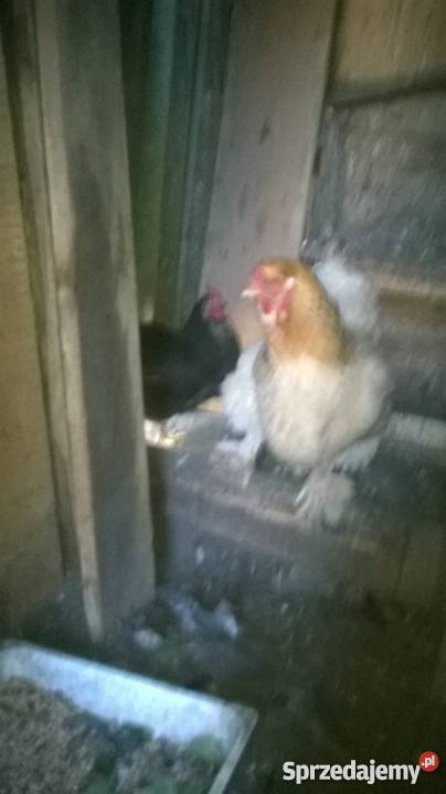 kura kochin kokoszka pomorskie Wejherowo