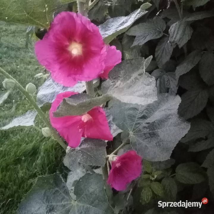 Malwa kosmos bluszczyk krokosmi ślaz 3st Nowy Dwór Wejherowski sprzedam