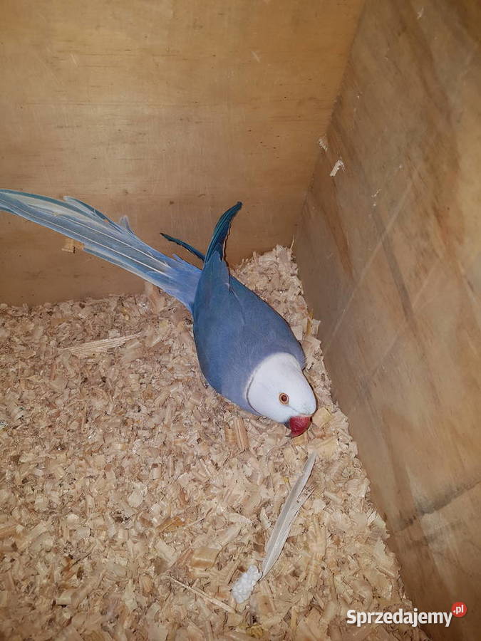 Papugi aleksandretty obrożne rozelle królewskie