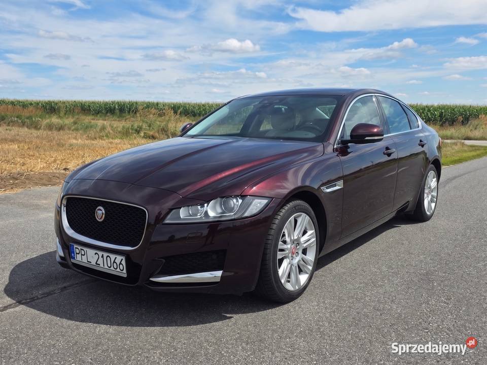Jaguar XF 20 GTDi Prestige Salon 95 Zjawiskowy Pleszew