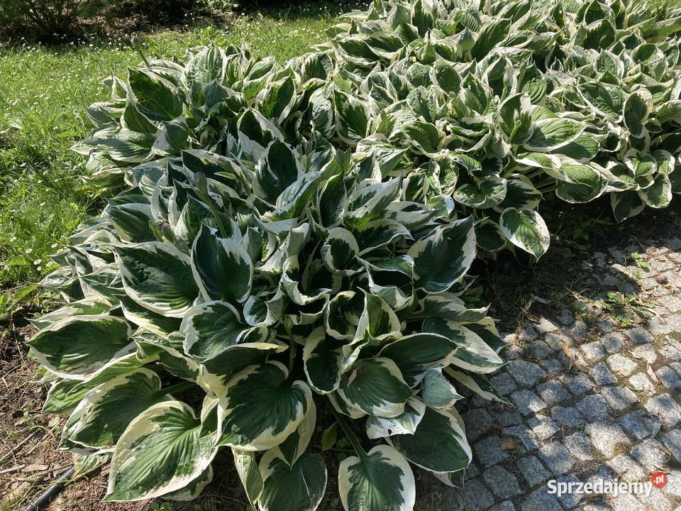 Hosta funkia zielono biała Lublin sprzedam