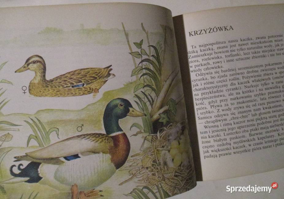Nasze ptaki Ewa Turyn ptaki przyroda ptactwo Książki dla dzieci sprzedam