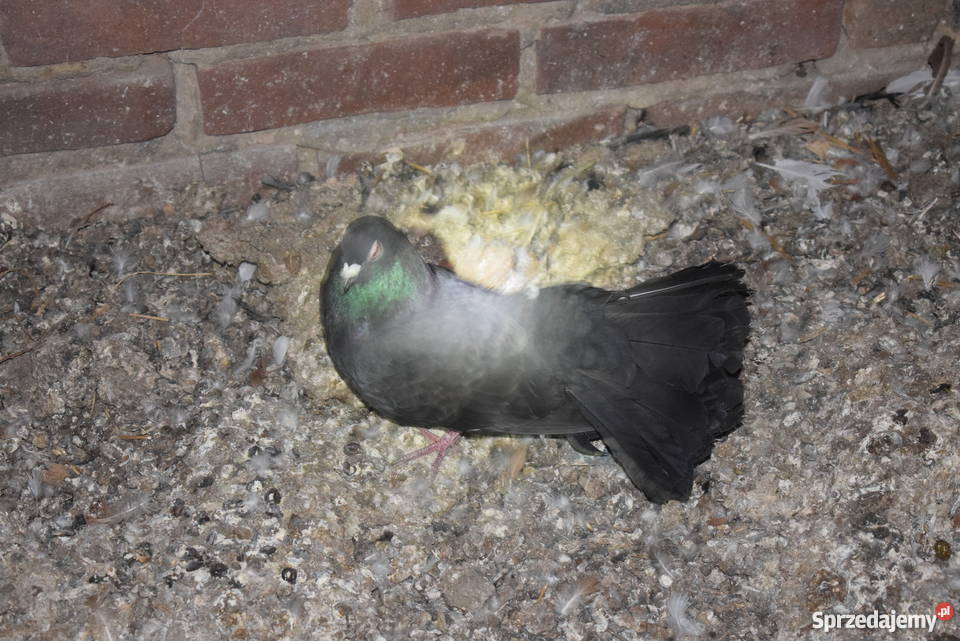 gołębie fajfry pawiki krymki sprzedam