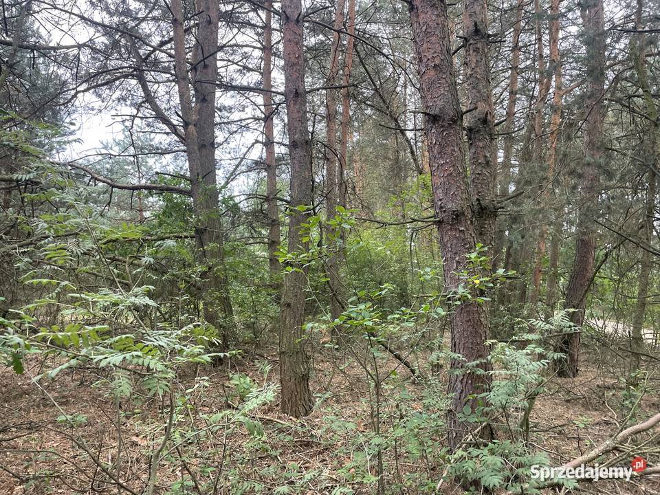 Sprzedam las z gruntem 065ha Trojanów