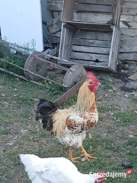Sprzedam koguta Sawin