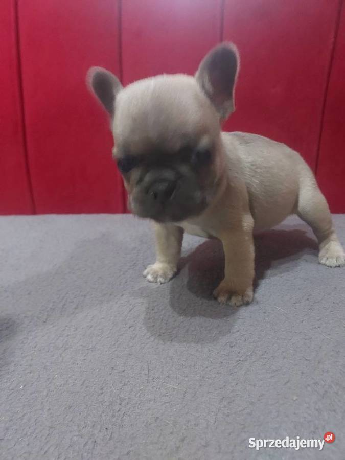 Buldog francuski pieseki i suczki blue Mycielin