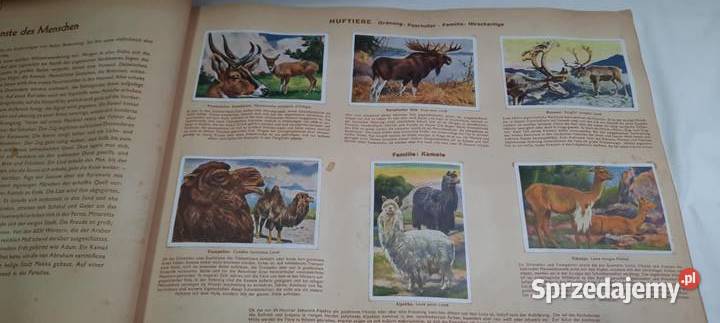 album z 1933 r Cuda świata zwierząt ssaki K26 Warszawa