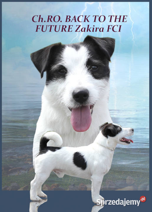 Szczenię Jack Russell Terrier Jesień 2026 śląskie Ruda Śląska