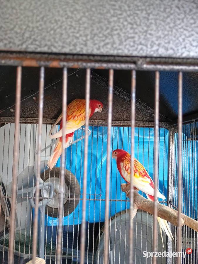 Rozelle białolice rubino Łask