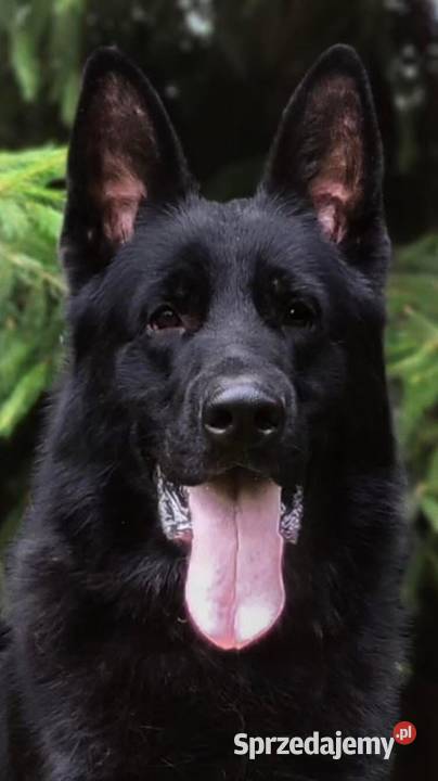 Owczarek Niemiecki Krótkowłosy Suczka FCI Częstochowa sprzedam
