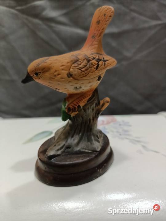 Ptak ptaszek Wren brązowy Zamość